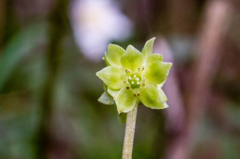 Adoxa moschatellina / Moscatella